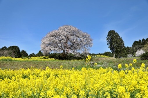 樹木葬の里山型